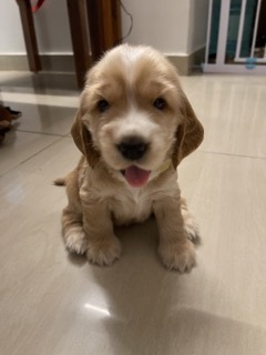 Pet image – gallery view